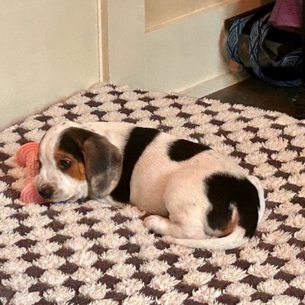 Daisy thumbnail 4