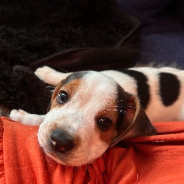 Daisy thumbnail 5
