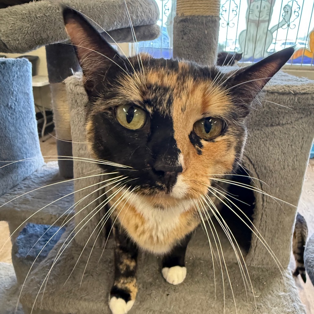 Gemma, an adoptable Domestic Short Hair in Midland, TX, 79701 | Photo Image 1