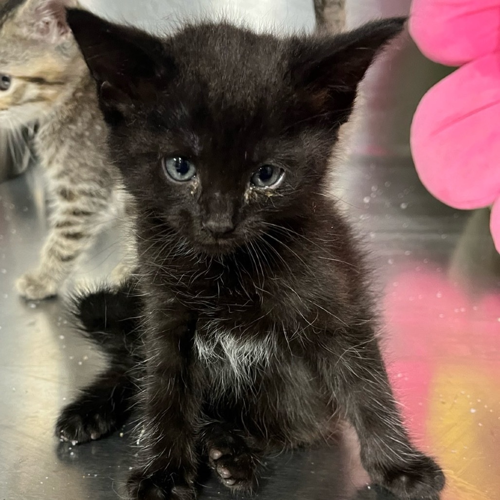 Daffy, an adoptable Domestic Short Hair in Midland, TX, 79701 | Photo Image 1