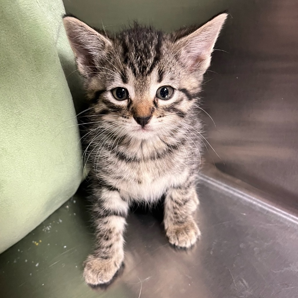 Wiley E., an adoptable Domestic Short Hair in Midland, TX, 79701 | Photo Image 1