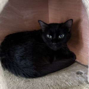 Zelda, Young Female unknown
