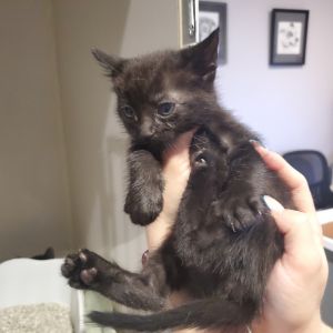 Lucy, Young Female unknown