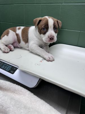 Miss Marvel, Baby Female unknown