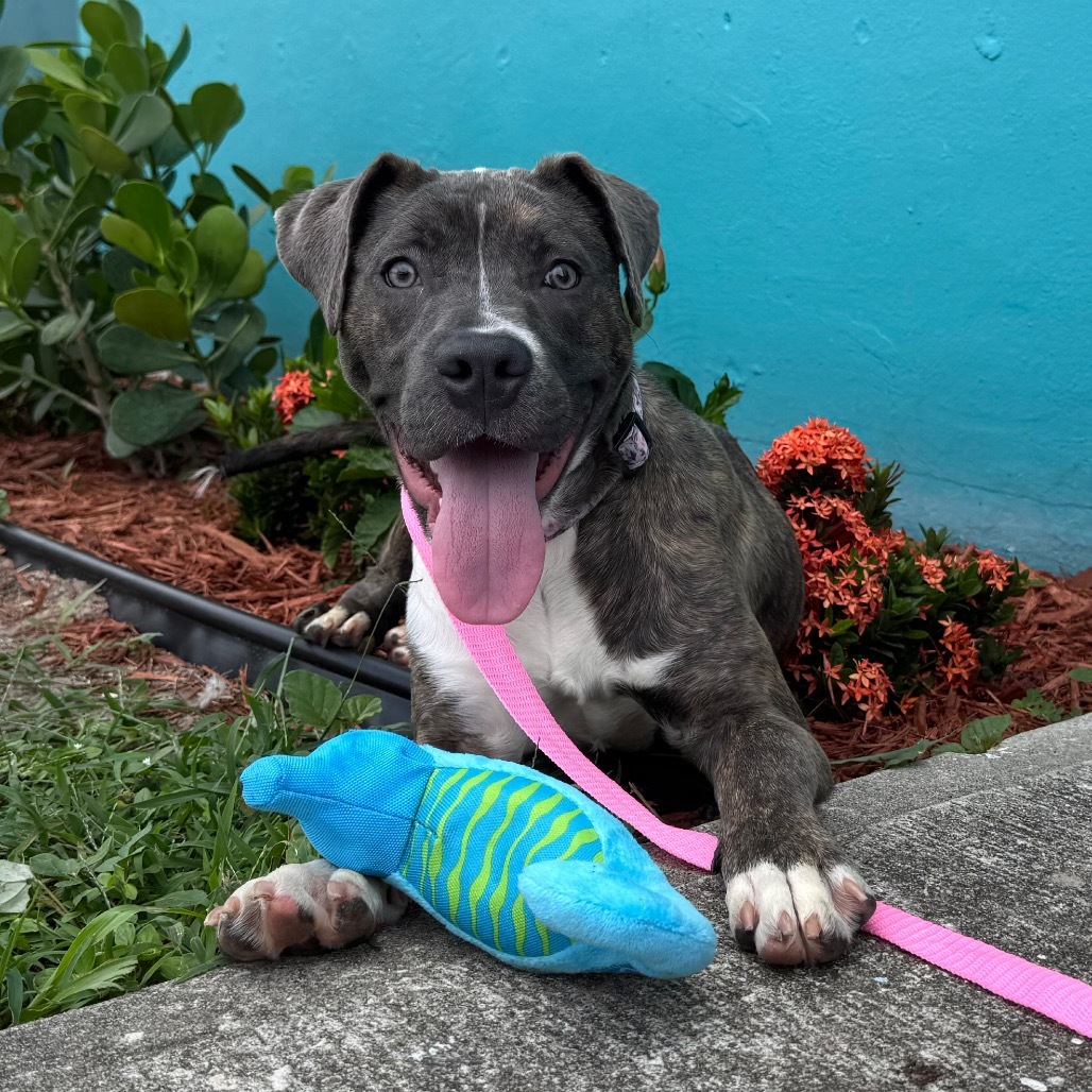 Nova