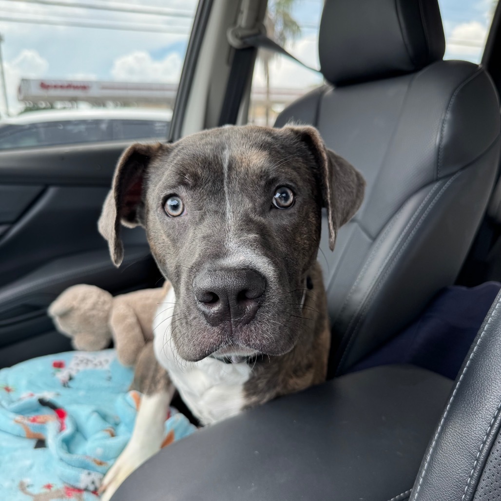 Nova