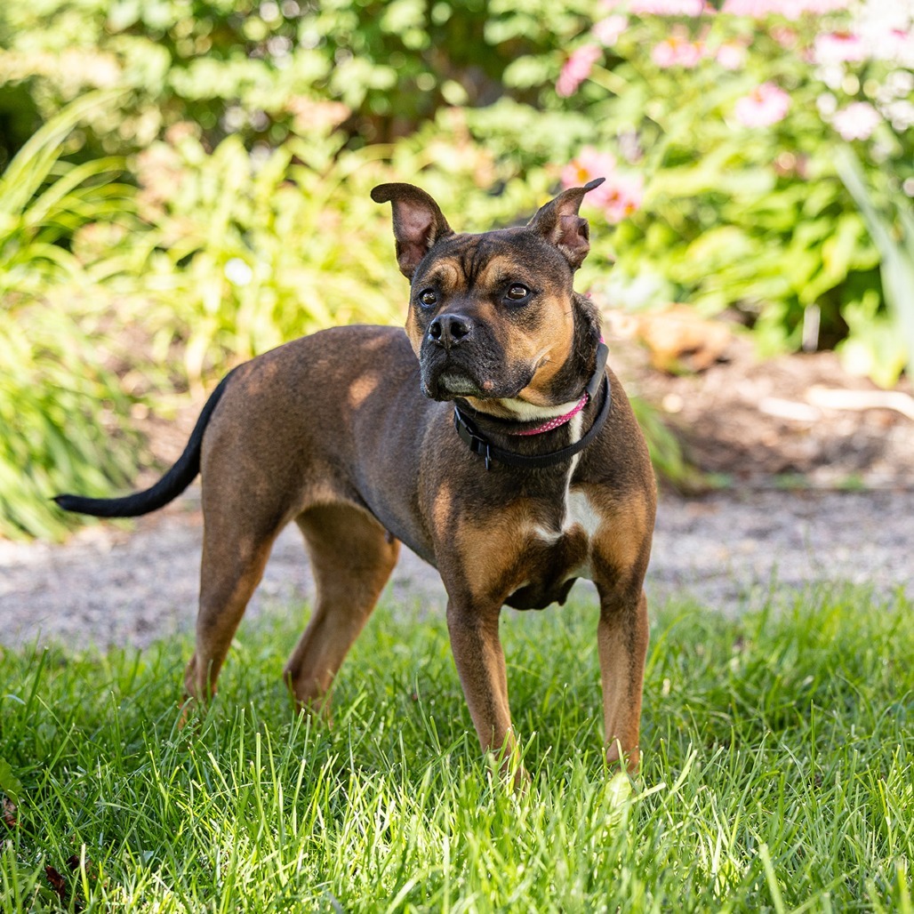Rebel