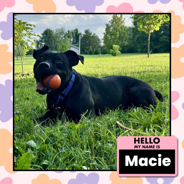 Macie