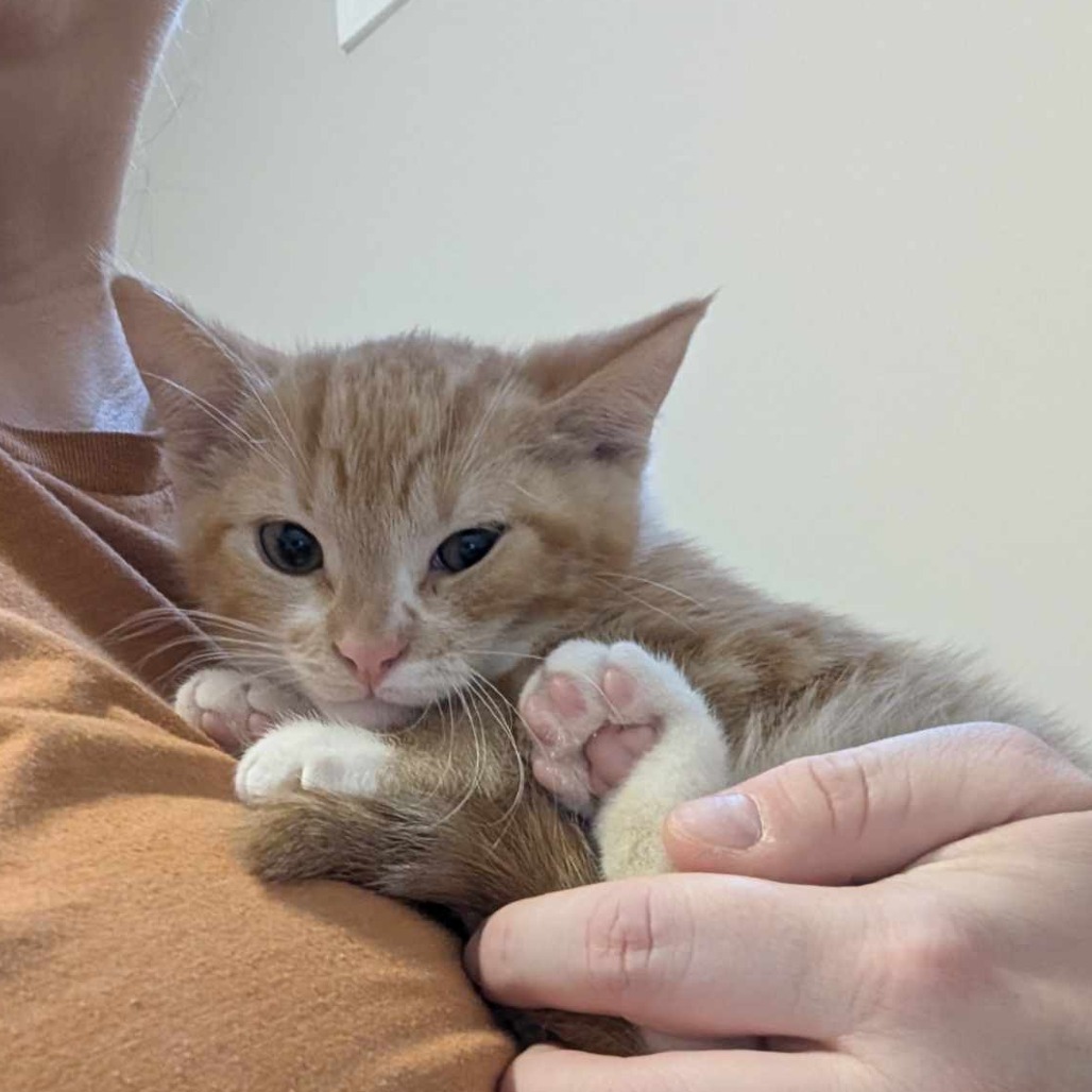 Opie, an adoptable Domestic Short Hair in Calgary, AB, T3C 1W4 | Photo Image 2