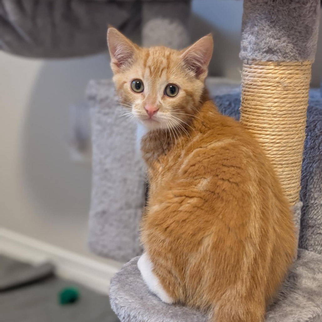 Opie, an adoptable Domestic Short Hair in Calgary, AB, T3C 1W4 | Photo Image 3