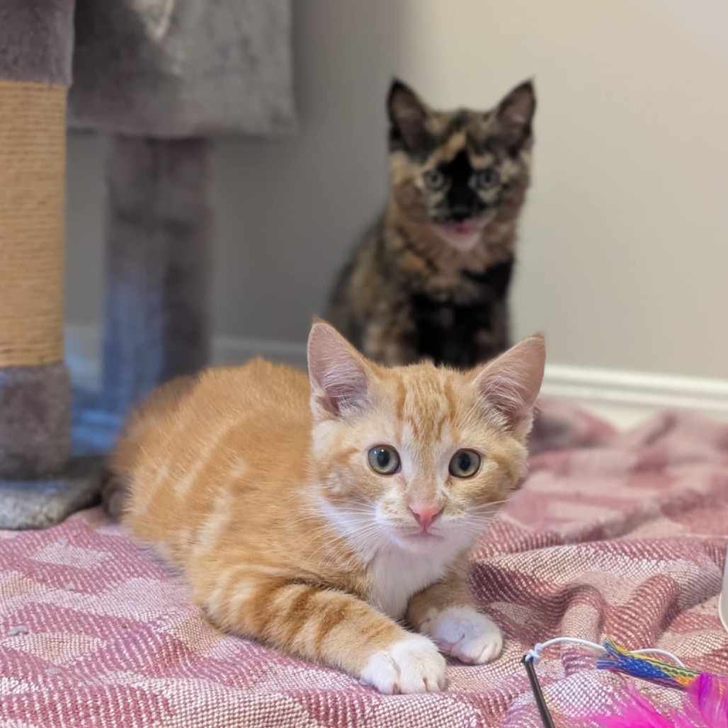 Opie, an adoptable Domestic Short Hair in Calgary, AB, T3C 1W4 | Photo Image 4