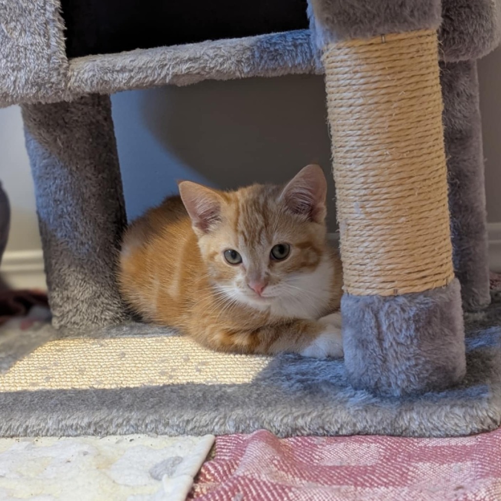 Opie, an adoptable Domestic Short Hair in Calgary, AB, T3C 1W4 | Photo Image 5