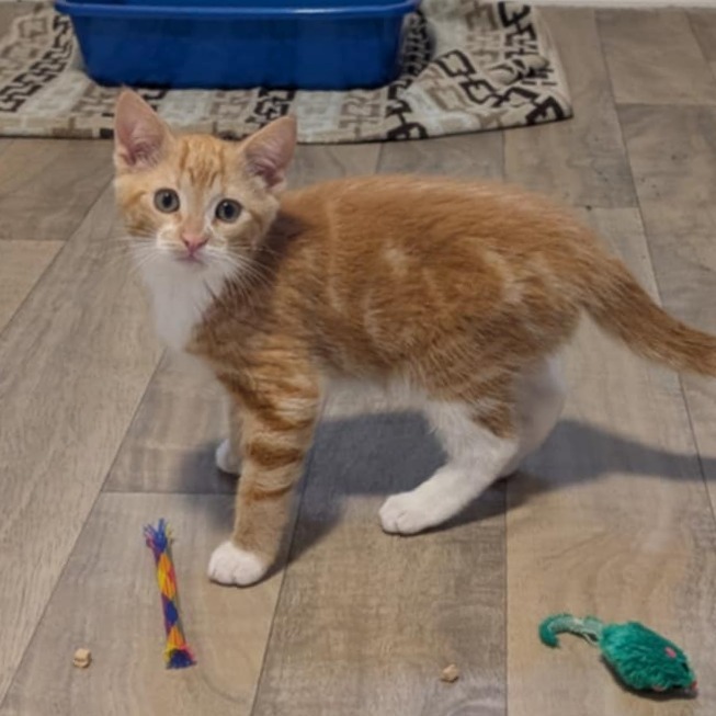 Opie, an adoptable Domestic Short Hair in Calgary, AB, T3C 1W4 | Photo Image 6