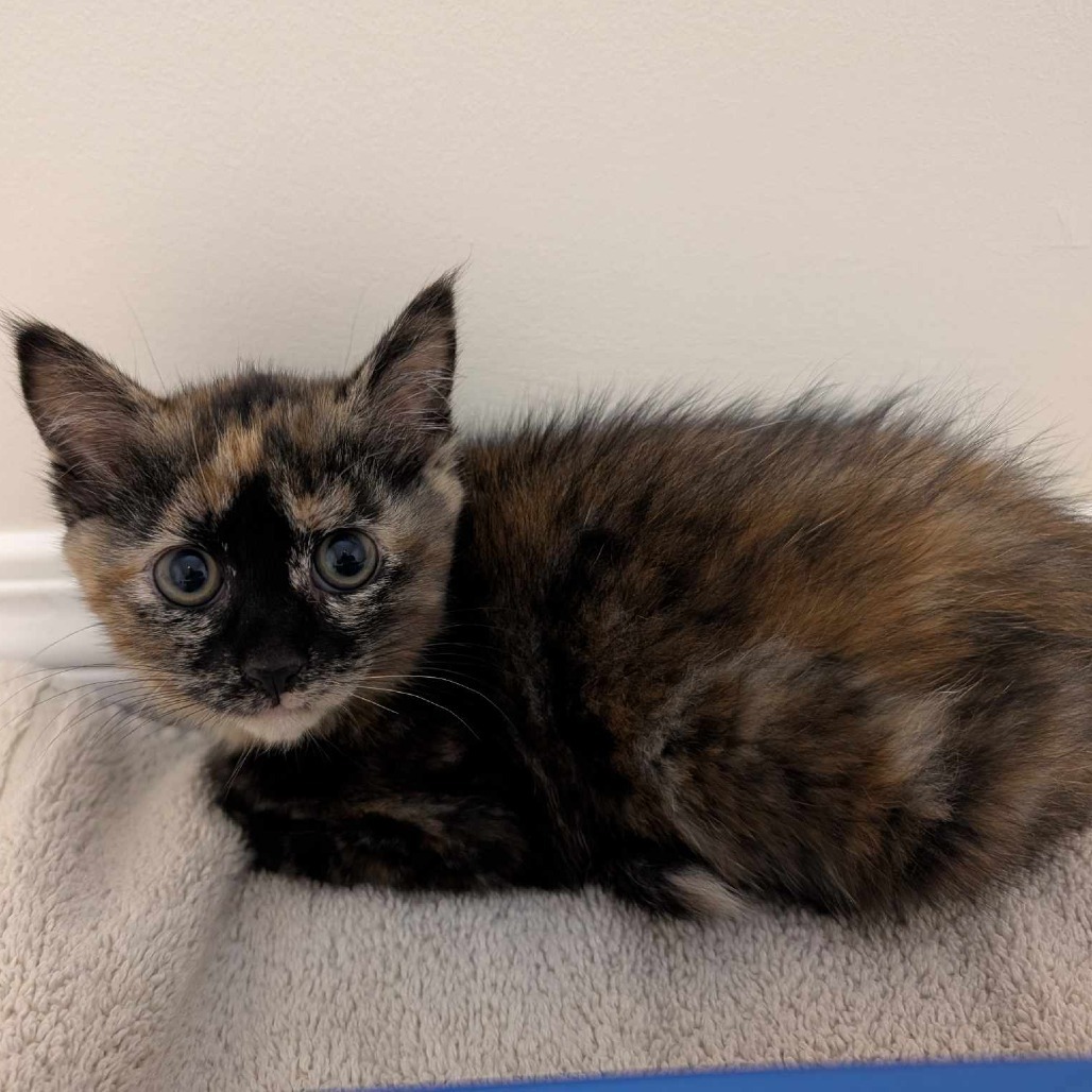 Gemma, an adoptable Domestic Short Hair in Calgary, AB, T3C 1W4 | Photo Image 2
