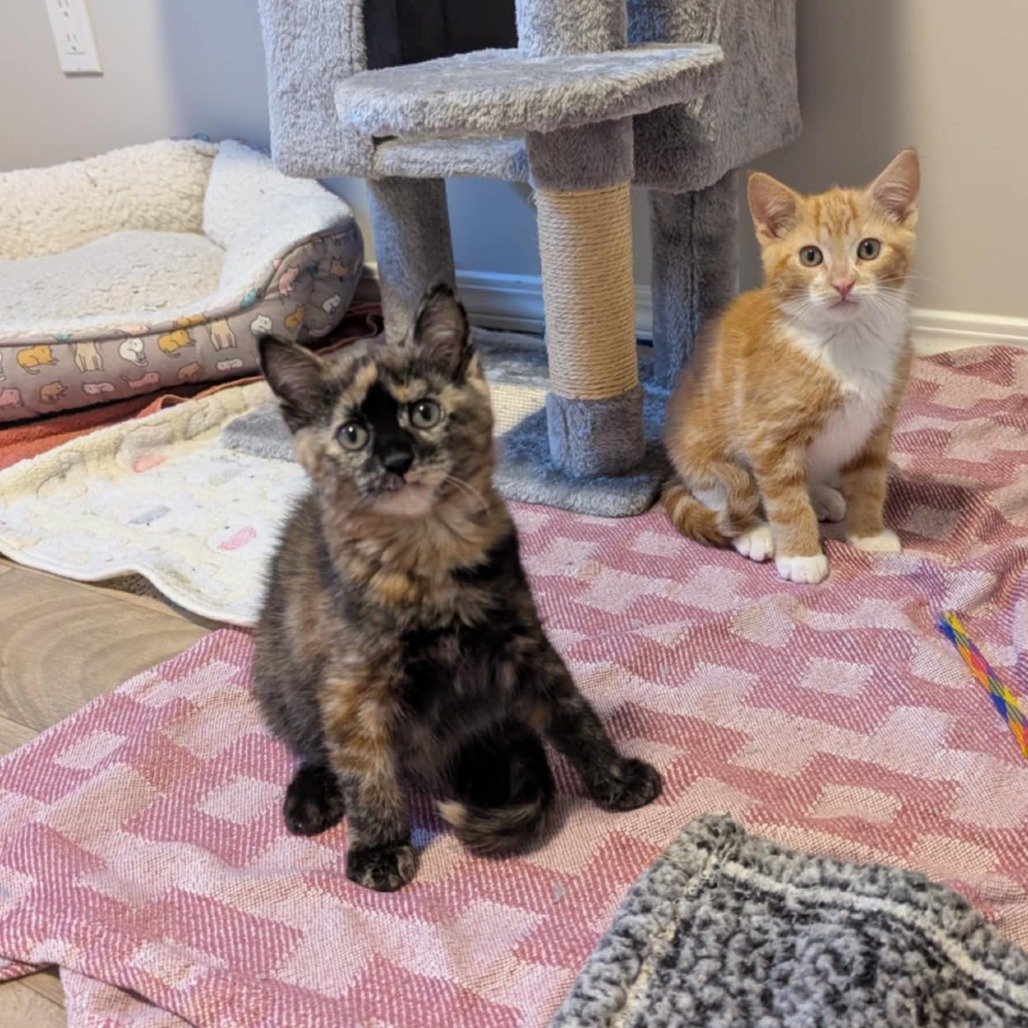 Gemma, an adoptable Domestic Short Hair in Calgary, AB, T3C 1W4 | Photo Image 3
