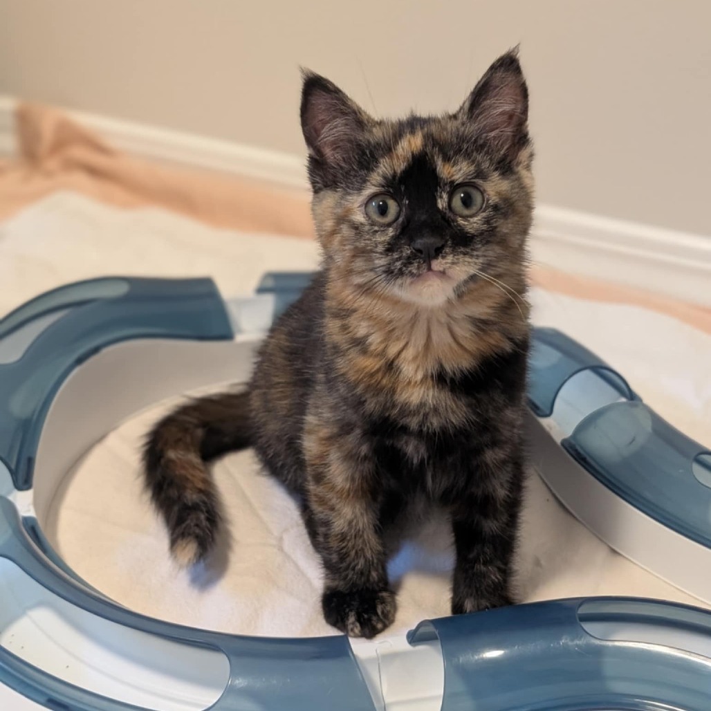 Gemma, an adoptable Domestic Short Hair in Calgary, AB, T3C 1W4 | Photo Image 4