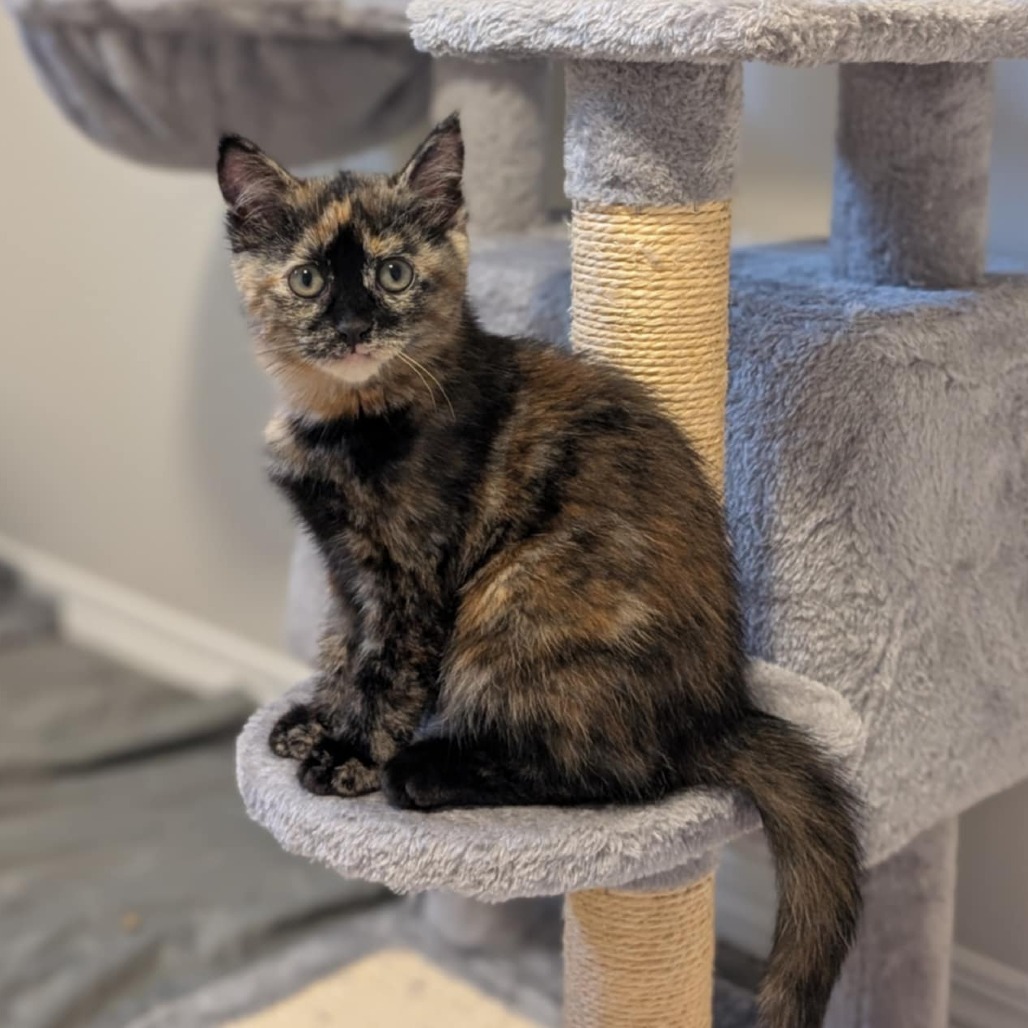 Gemma, an adoptable Domestic Short Hair in Calgary, AB, T3C 1W4 | Photo Image 5