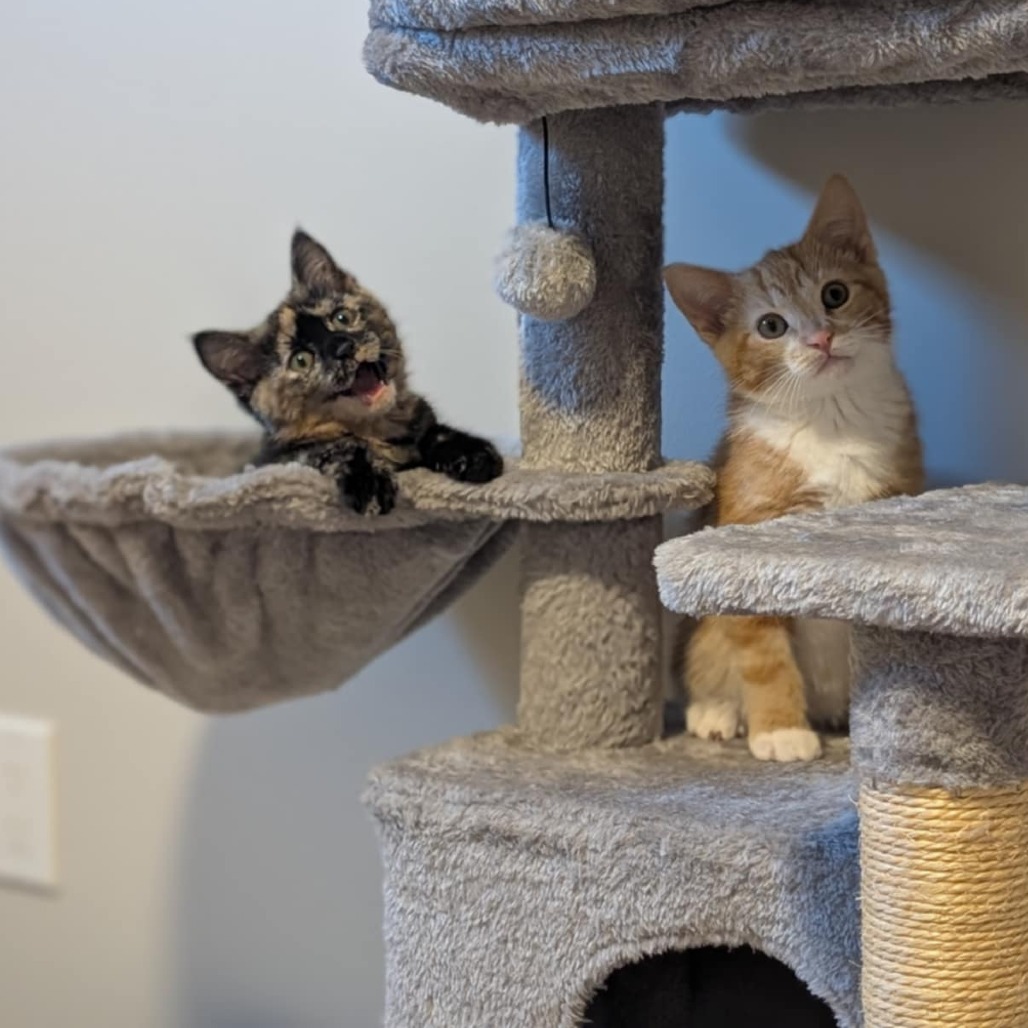 Gemma, an adoptable Domestic Short Hair in Calgary, AB, T3C 1W4 | Photo Image 6