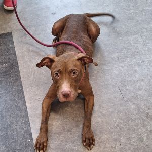 Tally, Adult Female unknown