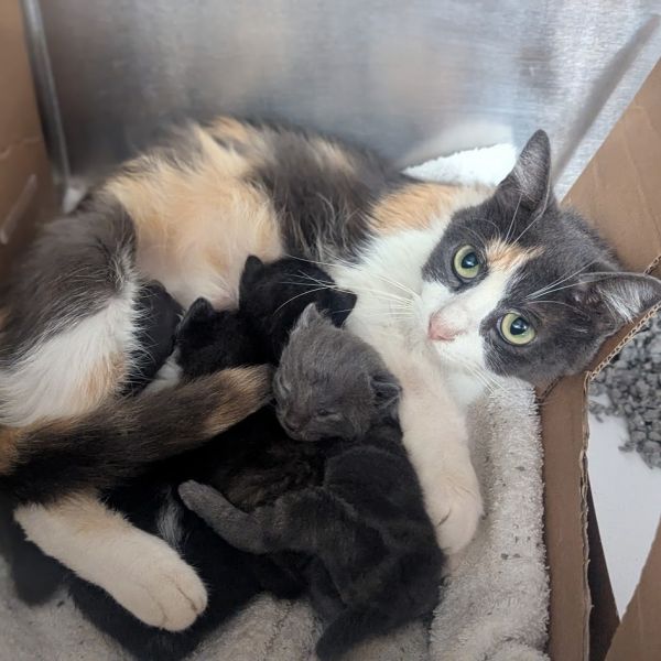 Mama Bella Houston