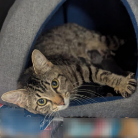 Mama Marina Houston thumbnail 3