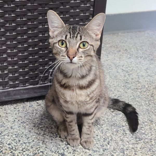 Mama Marina Houston thumbnail 5