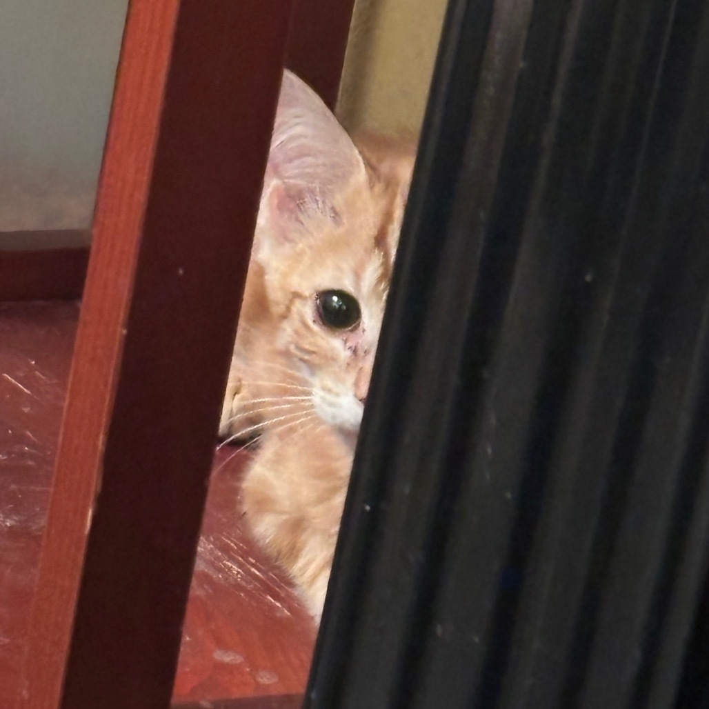 Cricket- Gentle boy!
