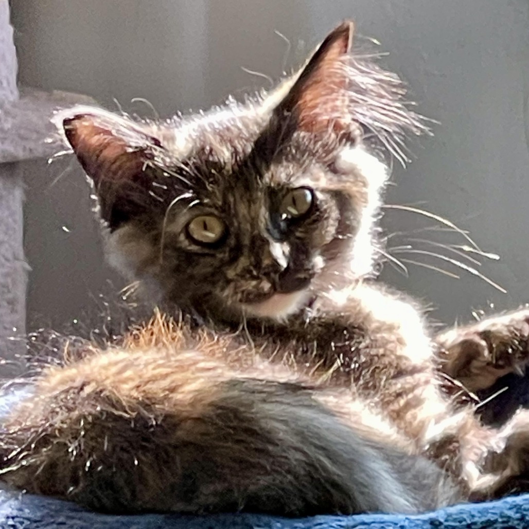 Moonpie