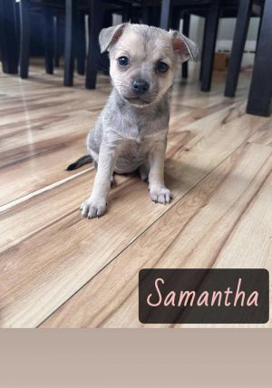 SAMANTHA, Adult Female unknown