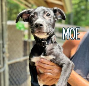 MOE, Adult Male unknown