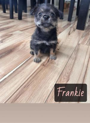 FRANKIE, Adult Female unknown