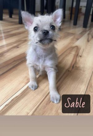 SABLE, Adult Female unknown