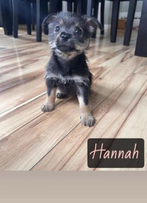 HANNAH, Adult Female unknown