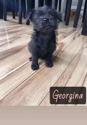 GEORGINA, Adult Female unknown