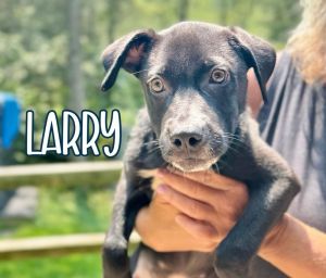 LARRY, Adult Male unknown