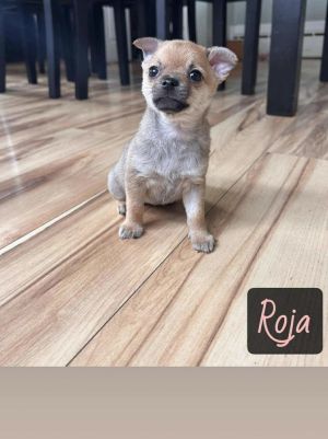 ROJA, Adult Female unknown
