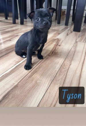 TYSON, Adult Male unknown