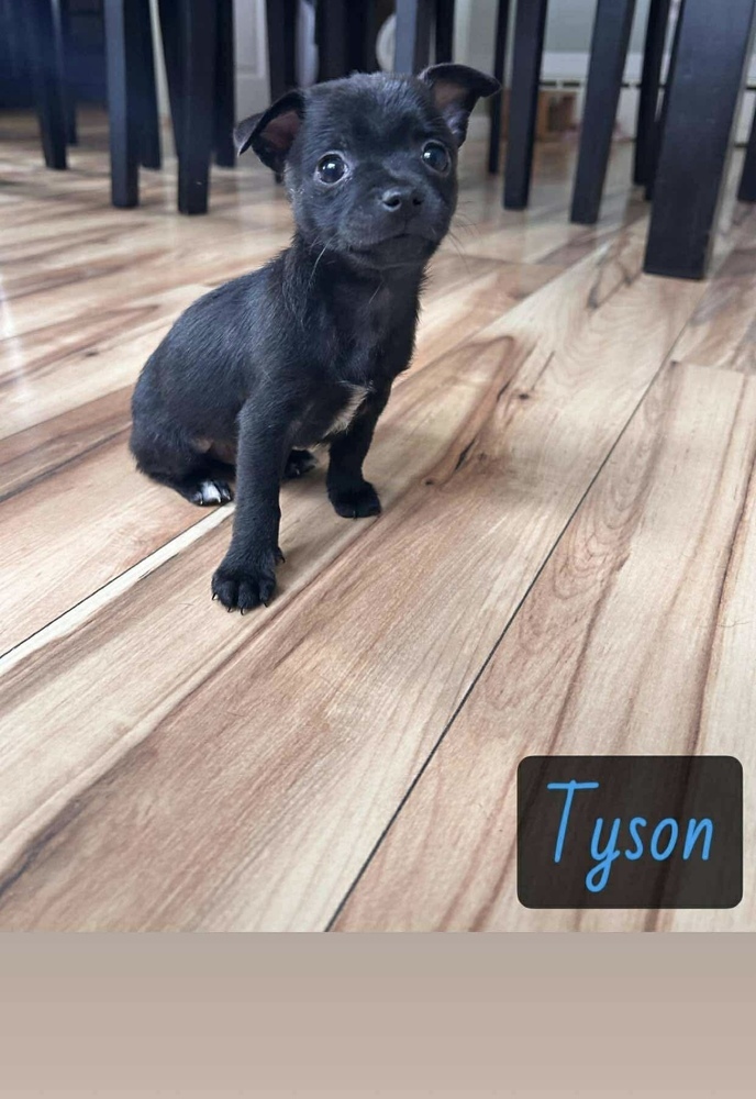 TYSON