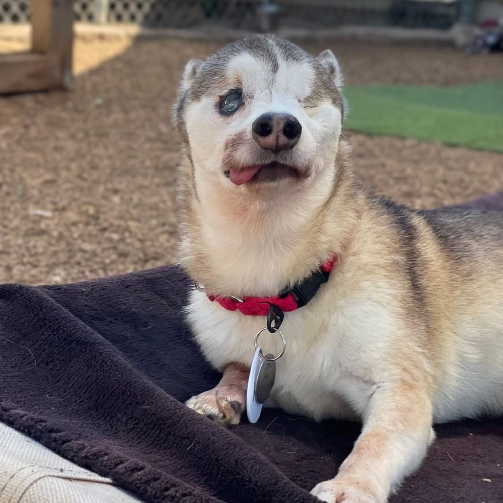 Daisy Denali