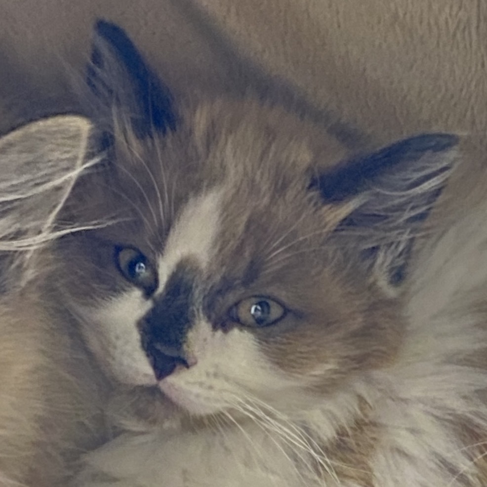 Lark, an adoptable American Shorthair, Siamese in Mount Shasta, CA, 96067 | Photo Image 1