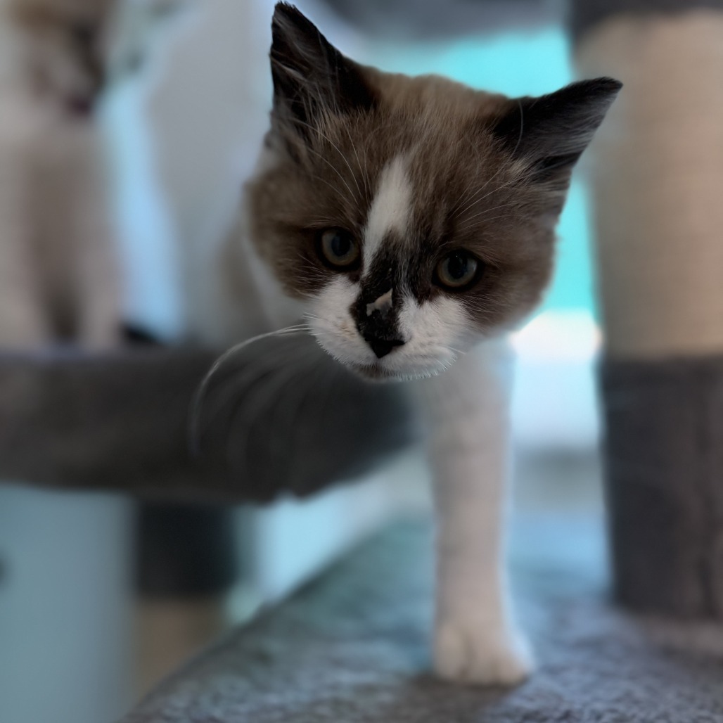 Lark, an adoptable American Shorthair, Siamese in Mount Shasta, CA, 96067 | Photo Image 3