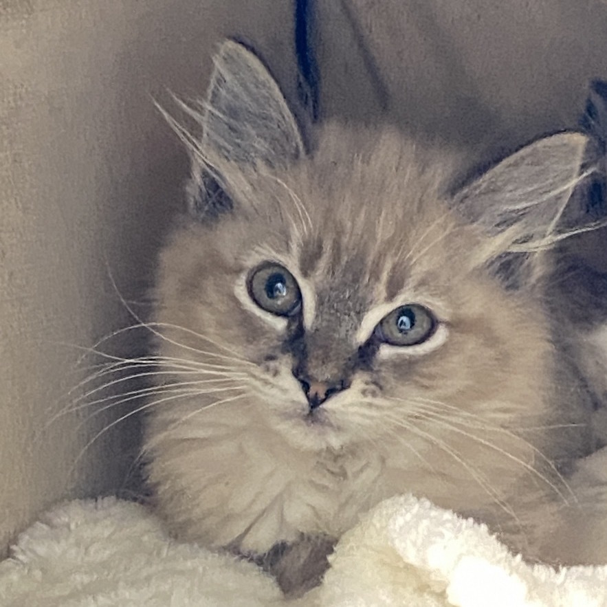 Arden, an adoptable American Shorthair, Siamese in Mount Shasta, CA, 96067 | Photo Image 1