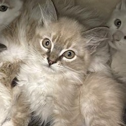 Arden, an adoptable American Shorthair, Siamese in Mount Shasta, CA, 96067 | Photo Image 3