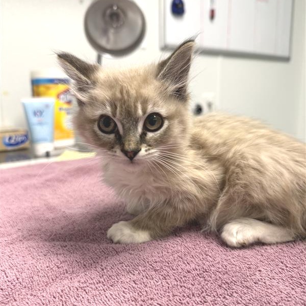 Arden, an adoptable American Shorthair, Siamese in Mount Shasta, CA, 96067 | Photo Image 4