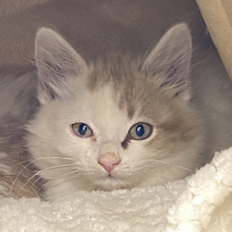 Cove, an adoptable American Shorthair, Siamese in Mount Shasta, CA, 96067 | Photo Image 1