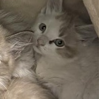 Cove, an adoptable American Shorthair, Siamese in Mount Shasta, CA, 96067 | Photo Image 2