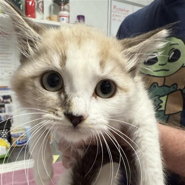 Aero, an adoptable American Shorthair, Siamese in Mount Shasta, CA, 96067 | Photo Image 4