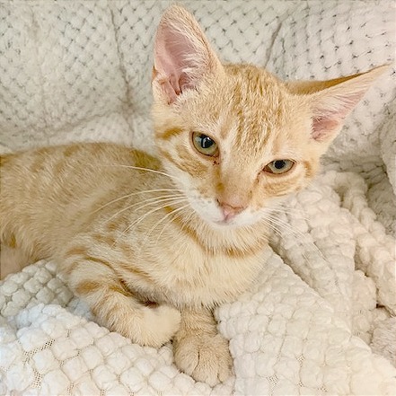 Rusty, an adoptable Domestic Short Hair in Mount Shasta, CA, 96067 | Photo Image 1