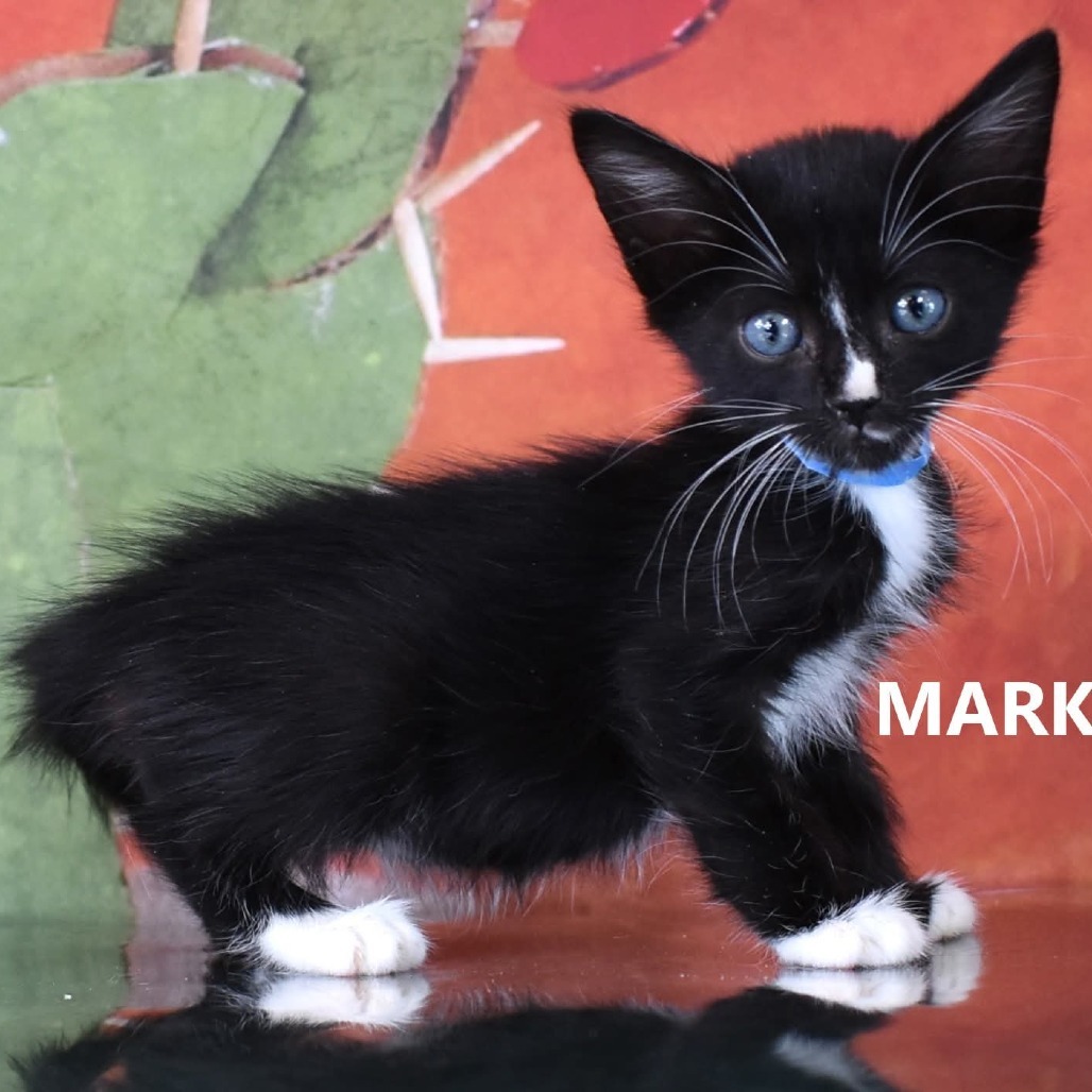 Mark