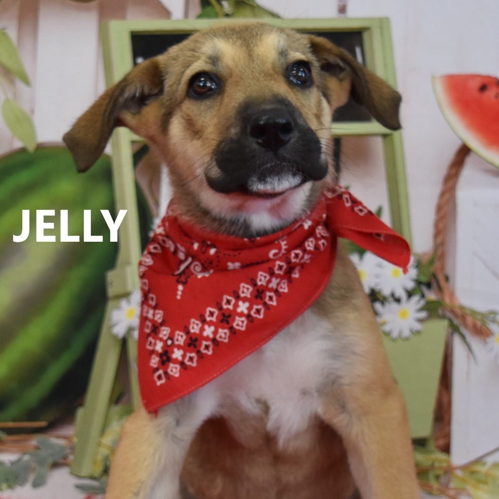 Jelly